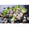 Vongole fresche a collo corto